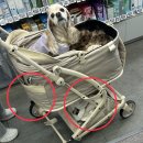 2159 | PETTENA MILOU 펫테나 밀루 강아지 유모차 실사용후기