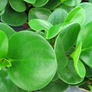 페페로미아 이미지