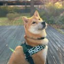 1822 | [❤️입양후기❤️] 1822. 만쥬🐶