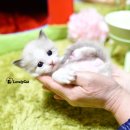 리터바이 이미지