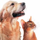 개와 고양이 이미지