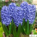 블루스타 이미지