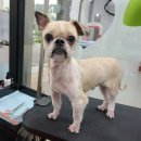 와와리 애견미용 이미지