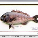 [박제-07]참돔 585mm(학명:Pagrus major 영명:Red sea bream 일명:マダイ) 이미지