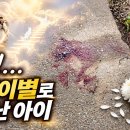비에 젖은 농로에 남은 마지막 흔적...잘가라 아가야! 이미지