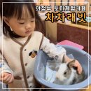 차차래빗 | 의정부 ‘ 차차래빗 ’ 내돈내산후기 : 토끼체험카페 의정부 실내 아기랑 가볼만한곳 추천!