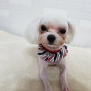 예쁘개펫살롱 이미지