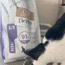 캣프로 | ANF 닥터프로 캣 고양이 신장 처방식 사료 내돈내산 후기 건강하자!