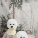 안나펫살롱 이미지