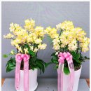 중랑구꽃집 괜찮은 곳 청솔화원에 다녀온 이야기