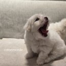 꼬똥몽드 이미지