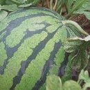 거령(주) 이미지