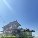 유채꽃 가득한 한옥카페 경주 바실라 카페 후기