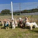 강아지소풍 이미지