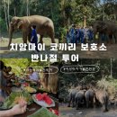 코끼리오락실 | 치앙마이 코끼리 보호소 반나절투어 내돈내산 솔직후기