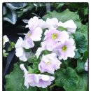 꽃과난 | 양재 꽃 시장 방문 후기