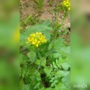 관산꿈동산 어린이공원 | 3월 봄축제 2026 구례산수유꽃축제[숙소 일정 주차 식당추천 가볼만한곳-가기전에 꼭 알아야할것]