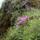 구름송이 이미지