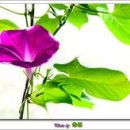 나팔 - 11990 | 나팔