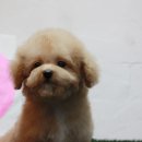 우리펫 강아지분양 성동구점 이미지