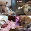 동물농장 이미지