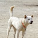 대백애견 이미지