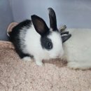 펫엔글라이더 천안점 이미지