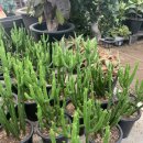 평안꽃식물원 이미지