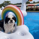 도그 스포지움 이미지