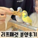 리프패럿다산앵무새체험관 | 리프패럿 다산신도시점 사랑앵무새 분양후기