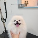 두리미용실 네이버블로그