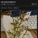 마트에서 산 포도가 너무 맛있어서 번식을 시도한 식물갤러 이미지