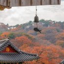 고창 문수사의 천연기념물 단풍나무숲 이미지