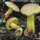 Boletus pseudocalopus 산속그물버섯아재비 이미지