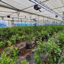 천창일농장 이미지