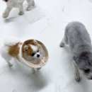 멍머니 2호점 이미지