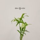 블라썸플라워