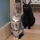 참치플러스 | [체험단후기] 동원 뉴트리플랜 전연령플러스 참치맛 급여후기