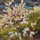 안단테 | 지금청산도에서는 봄꽃들이 가득 청산도안단테펜션 후기예요