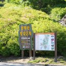 남원 진기리 느티나무 | 꽃이 별루 없는 봉화산 등산기-장수군 봉화산,타이밍 실패 후기