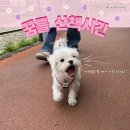 백설유치원 | [공지] 대구 애견유치원 강아지 지상낙원 꿈틀 반려견 센터를 소개합니다