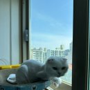 개성있냥 이미지