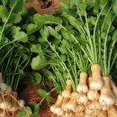 지호농장 이미지