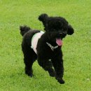 칸타삐야 이미지