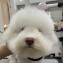 포실하개 이미지