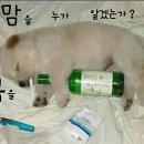 냠냠 이미지