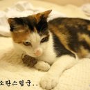 불타는 옥탑방에 날아든 쿨매트 소동 - 개짱가 잘지내요~ 이미지