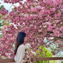 완산-14 | 전주 겹벚꽃명소 완산칠봉꽃동산 4월14일 실시간 후기