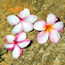 플루메리아 이미지