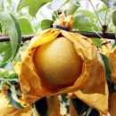 황금과일 이미지